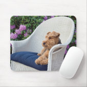 Walisischer Terrier auf Weide Mousepad (Mit Mouse)