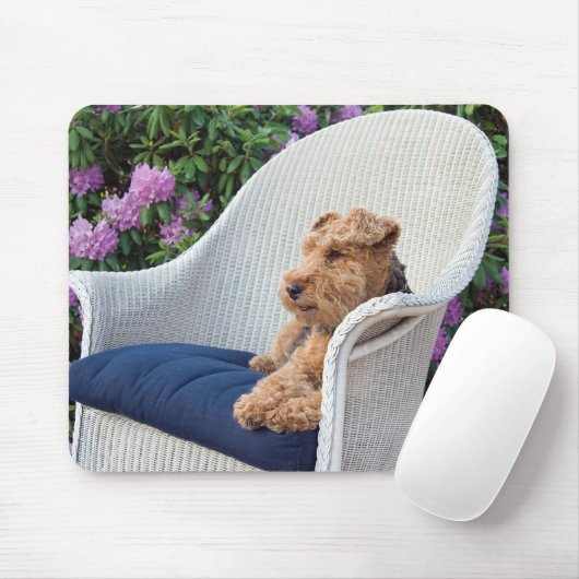Walisischer Terrier auf Weide Mousepad (Mit Mouse)