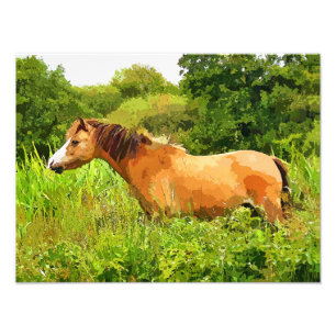 WALISISCHES PONY FOTODRUCK