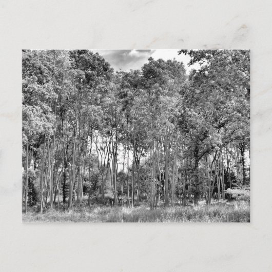 Walk Postkarte (Vorderseite)