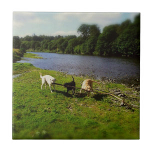 Walkies Fliese