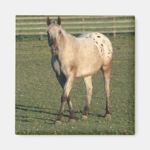 Walking Appaloosa Magnet