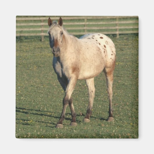 Walking Appaloosa Magnet (Vorne)