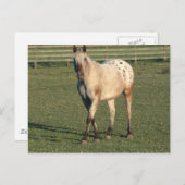 Walking Appaloosa Postkarte (Vorne/Hinten)