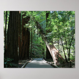"Walking between Giants", Muir Woods Poster