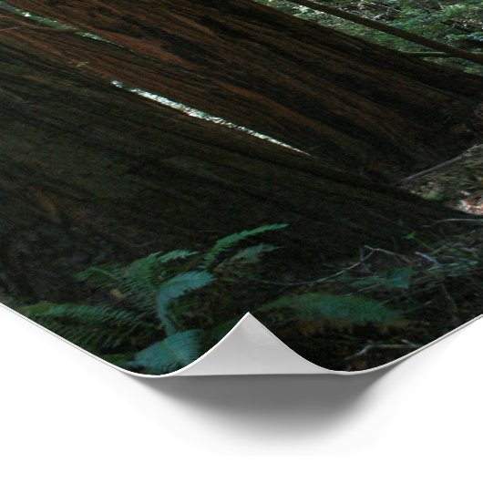 "Walking between Giants", Muir Woods Poster (Ecke)