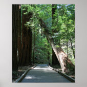 "Walking between Giants", Muir Woods Poster (Vorne)