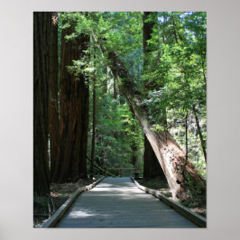 "Walking between Giants", Muir Woods Poster