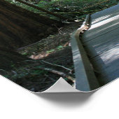 "Walking between Giants", Muir Woods Poster (Ecke)