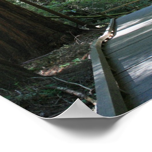 "Walking between Giants", Muir Woods Poster (Ecke)