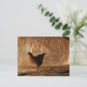 "Walking" - Digital erweitertes Foto Chicken & Hay Postkarte (Stehend Vorderseite)
