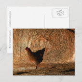 "Walking" - Digital erweitertes Foto Chicken & Hay Postkarte (Vorne/Hinten)