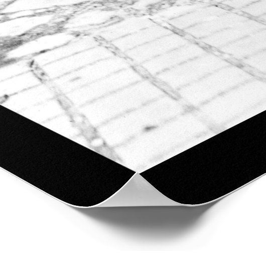 Walking Ducks in Washington, DC 1926 Poster (Ecke)