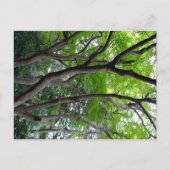 Walking endlessly through the deep forest. postkarte (Vorderseite)