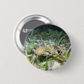 Walking epaulet shark auf den Raja Ampat Inseln Button (Vorne & Hinten)