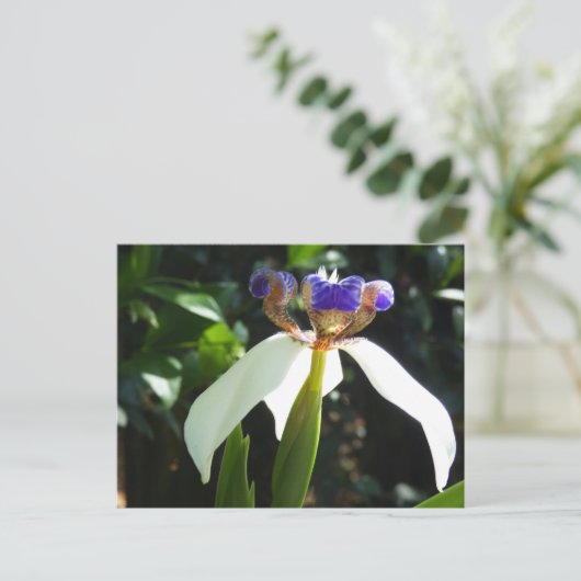 "Walking Iris 2." Postkarte (Stehend Vorderseite)