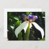"Walking Iris 2." Postkarte (Vorne/Hinten)