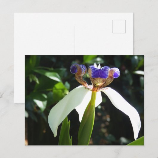 "Walking Iris 2." Postkarte (Vorne/Hinten)