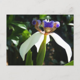 "Walking Iris 2." Postkarte