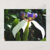 "Walking Iris 2." Postkarte (Vorderseite)