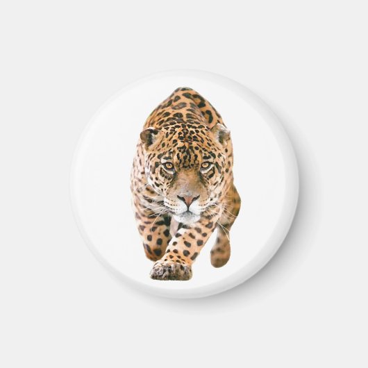 Walking Jaguar Eyes Magnet (Vorne)