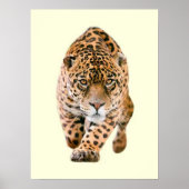 Walking Jaguar Eyes Poster (Vorne)