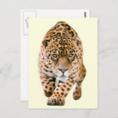 Walking Jaguar Eyes Postkarte (Vorne/Hinten)