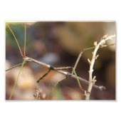 Walking Stick Bug 7 x 5 Fotografischer Druck (Vorne)