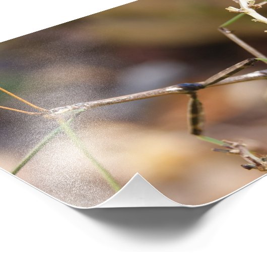 Walking Stick Bug 7 x 5 Fotografischer Druck (Ecke)