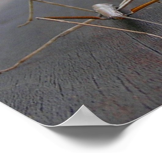 Walking Stick Print / Poster (Ecke)