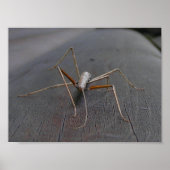 Walking Stick Print / Poster (Vorne)