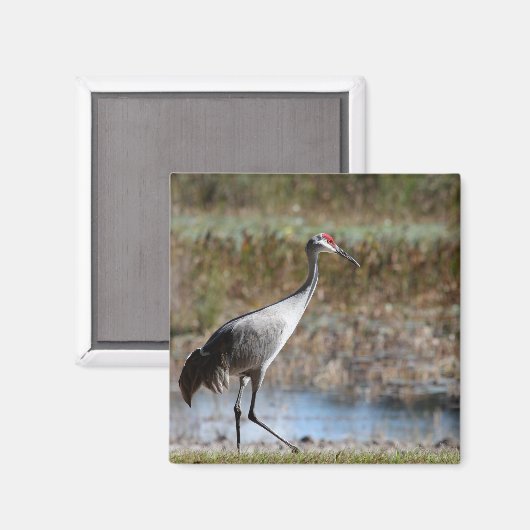 Walking Tall- Sandhill Crane Magnet (Vorderseite/Rückseite)