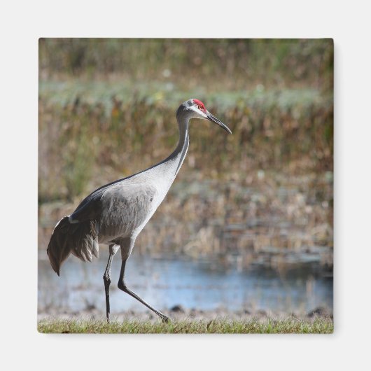 Walking Tall- Sandhill Crane Magnet (Vorne)