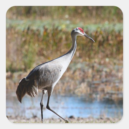 Walking Tall - Sandhill Crane Quadratischer Aufkleber (Vorderseite)