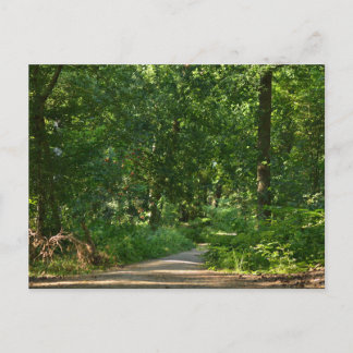 Walking through the trees postkarte