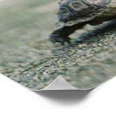 Walking Turtle Poster (Ecke)