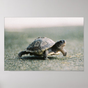 Walking Turtle Poster