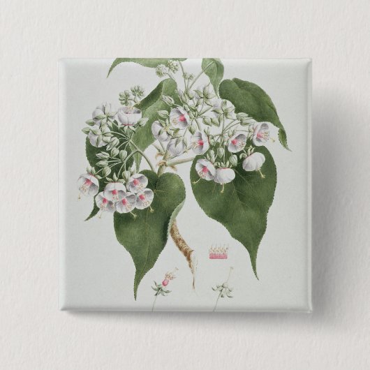 Walkuffa No.5 Dombeya torrida (w/c über Graphit O Button (Vorderseite)
