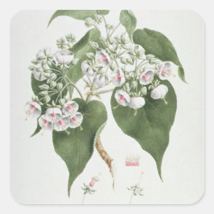 Walkuffa No.5 Dombeya torrida (w/c über Graphit O Quadratischer Aufkleber