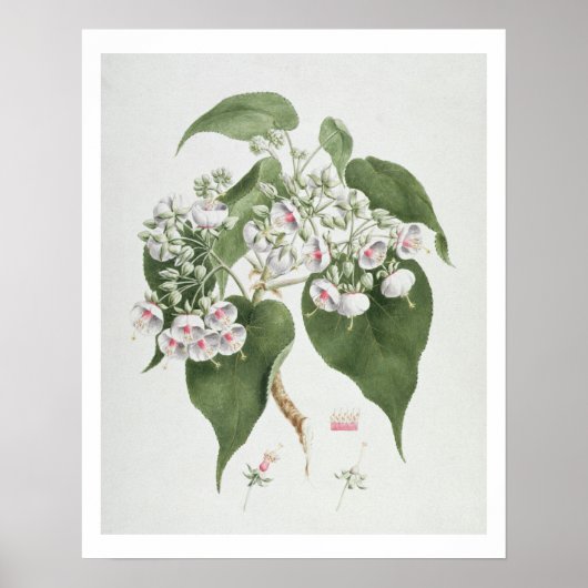 Walkuffa Nr. 5 Dombeya torrida (w/c über Grafit Poster (Vorne)