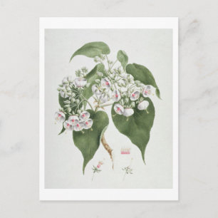 Walkuffa Nr. 5 Dombeya torrida (w/c über Grafit Postkarte