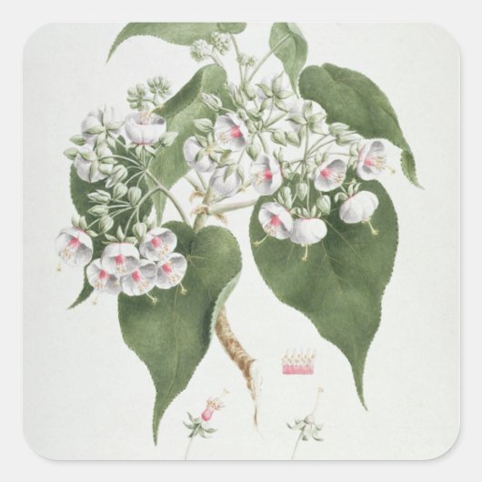 Walkuffa Nr. 5 Dombeya torrida (w/c über Grafit Quadratischer Aufkleber (Vorderseite)