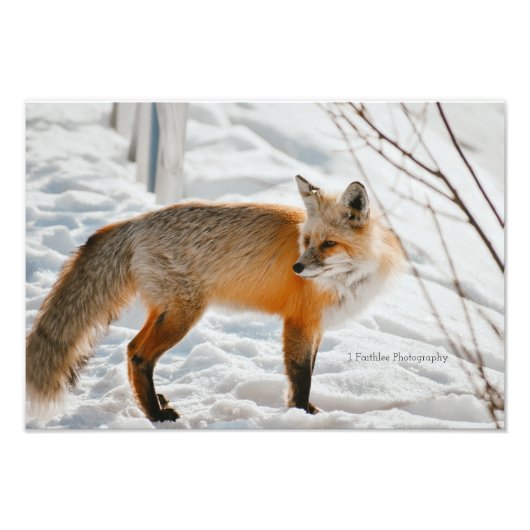 Wall Art Hunting Fox Print Fotodruck (Vorne)