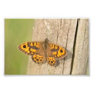 Wall Brown Butterfly Fotodruck