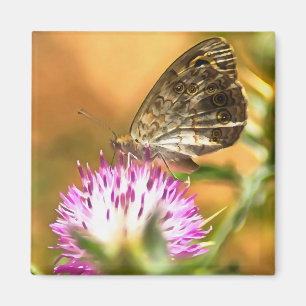 Wall Brown Butterfly Lasiommata megera Malerei Magnet