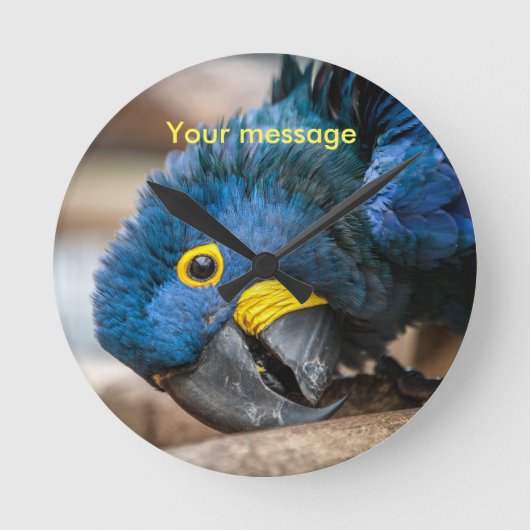 Wall clock featuring cute Hyacinth Macaw parrot Runde Wanduhr (Vorderseite)
