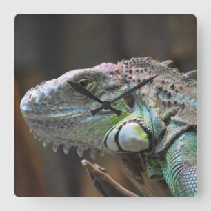 Wall Clock mit Kopf der farbigen Iguana-Eidechse Quadratische Wanduhr