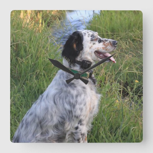 Wall Clock with Dogs of the Feather Llewellin Quadratische Wanduhr (Vorderseite)