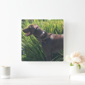 Wall Clock with German Shorthair Pointer Quadratische Wanduhr (Zuhause)