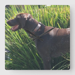 Wall Clock with German Shorthair Pointer Quadratische Wanduhr